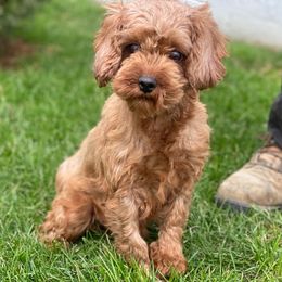 Cavapoo - Cavapoo