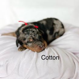 Cotton - Merle female Goldendoodle puppy in Pasco, Washington from Camp Doodle Woods