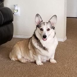 Dachshund and Pembroke Welsh Corgi All Grown Up from Kendaline Kennels
