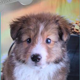 Boy 2 - Weaver - Sable and white male Shetland Sheepdog puppy in Elberton, Georgia from Ioney's Southern Paws Shelties, Frenchies, and Yorkies