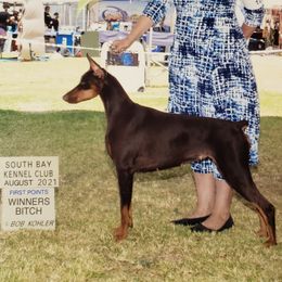 Brooklyn - Doberman Pinscher