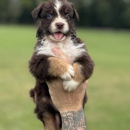 Orange collar - Red tri-color male Australian Shepherd puppy in Greenville, Texas from Huneycutt Wiggles