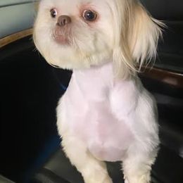 Shih Tzus from Happy Scout's Shih Tzu's