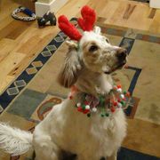 English Setters from Upland English Setters