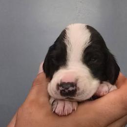 Orange collar male - Black and white male German Shorthaired Pointer puppy in New York from Bishop Kennels