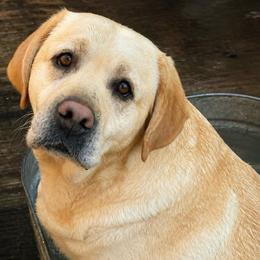 Carmie - Labrador Retriever