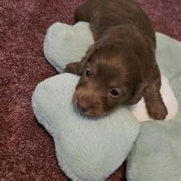 Bruno - Chocolate male Dachshund puppy in Irving, Texas from DFW Dachshunds by G & S