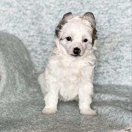 Seal - White male Chinese Crested puppy in New Smyrna Beach, Florida from FronkLinn Kennel