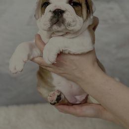 Bulldog Puppies from Sweet Rolls