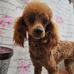 Wilma - Poodle