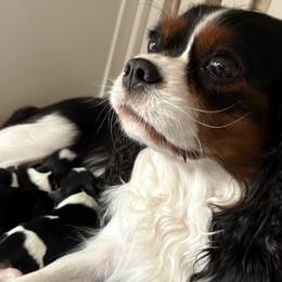 Cavalier King Charles Spaniels and Chihuahuas from Carroll’s Cavaliers