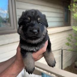 Girl - Black and tan female German Shepherd puppy in Windsor, Colorado from German Shepherds