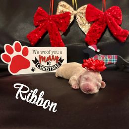 Ribbon- Price Listed - Cream female Dachshund puppy in Biloxi, Mississippi from Southern Doxies Ms
