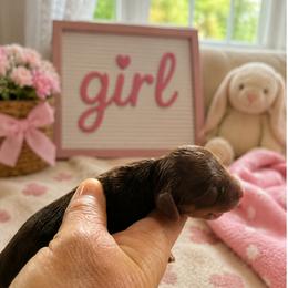 Girl 2 - Chocolate and tan female Dachshund puppy in Michigan from Amberly's Dachshunds