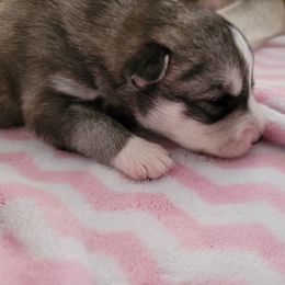 Siberian Husky Puppies from Current River Siberians