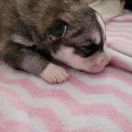 Siberian Husky Puppies from Current River Siberians