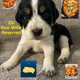Ziti - Black white and tan female English Springer Spaniel puppy in Hudson, Michigan from Picky’s Puppies