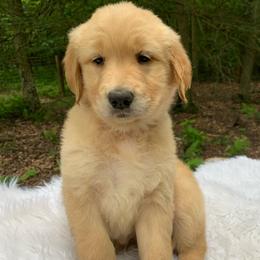 Teagan - Light golden female Golden Retriever puppy in New Ringgold, Pennsylvania from Hawk Mountain Doodles
