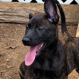 Brindle male European Malinois - Brindle male Belgian Malinois puppy in Irmo, South Carolina from Kaizen von Ruach Malinois