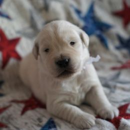 Golden Retriever Puppies from Double Down Retrievers