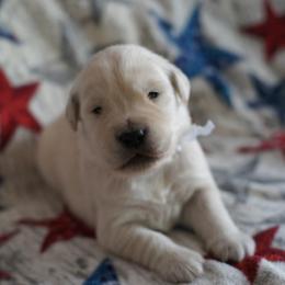 Golden Retriever Puppies from Double Down Retrievers