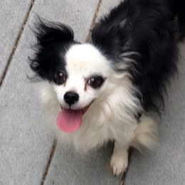 Teddy - Chihuahua