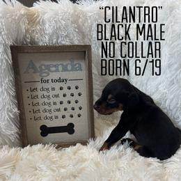 Cilantro - Black and rust male Doberman Pinscher puppy in Wellington, Ohio from Jessie (TDD, llc)