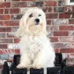 Maltese from Nova & Saints Maltese