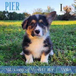 Pier - Black and tan male Pembroke Welsh Corgi puppy in Pine Village, Indiana from NL Horsemanship