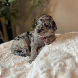 Rose - Blue merle female Bordoodle puppy in Valley Center, California from Circle R Valley Bordoodls