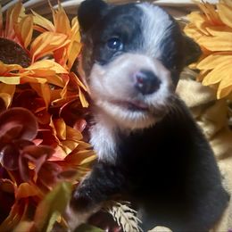 Girl 4 - Black tri-color female Australian Shepherd puppy in Newtown, Connecticut from Stepping Stone Kennel