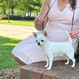 Flurry - Chihuahua