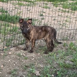 AKC m5 - Gold brindle male Dutch Shepherd puppy in Hastings, Minnesota from Century Hills Farm