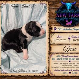 Drac - Black & white male Australian Shepherd puppy in Citra, Florida from AEW Farm