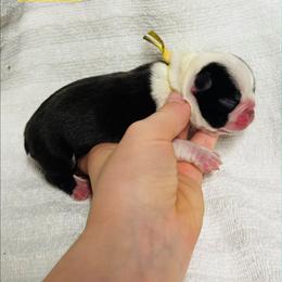Mike - Seal and white male Boston Terrier puppy in Georgia from A-K Boston Terriers