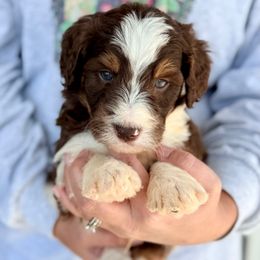 Gus - White and red male Bordoodle puppy in Eastman, Georgia from Dood B Ranch
