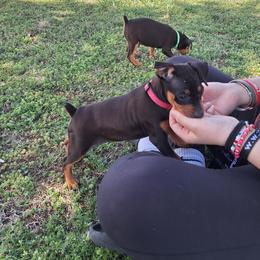 Amaya - Black and rust female Miniature Pinscher puppy in Grove, Oklahoma from K&J's Min Pins Of Grand Lake