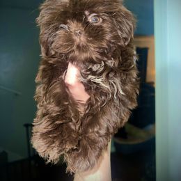 Brownie - Liver female Shih Tzu puppy in Garland, Texas from Bibi’s Exclusive Shih Tzus