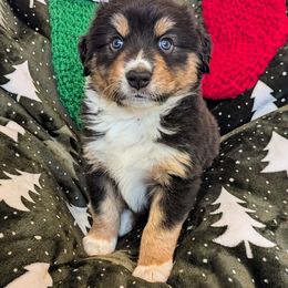 Beetle Juice - Black tri-color male Australian Shepherd puppy in Roy, Utah from Sage House Pups