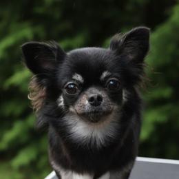 Puppy - Black female Chihuahua puppy in Ross, California from Bri Chi's