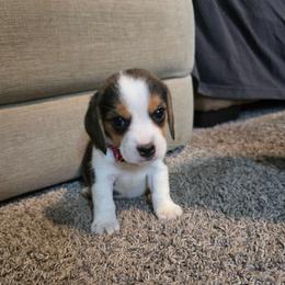 Kelly - Black tan and white female Beagle puppy in Greenwood, Missouri from Nukee's Beagles dachshunds Corgis