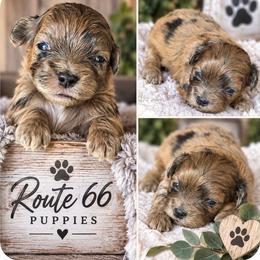 Kenny Rogers - Merle male Shihpoo puppy in Delphos, Ohio from Route 66 Puppies