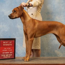 Rhodesian Ridgebacks from Crusader Rhodesian Ridgebacks