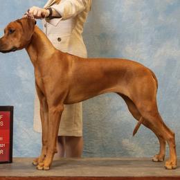 Rhodesian Ridgebacks from Crusader Rhodesian Ridgebacks