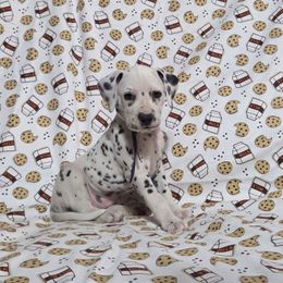 Apple fritter- Purple - White and black female Dalmatian puppy in Claremore, Oklahoma from Lotsofdots Dalmatians