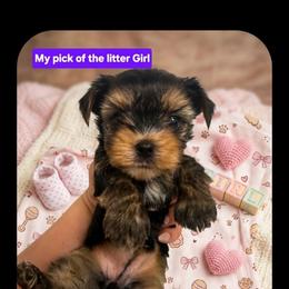 Tilly - Black and gold female Yorkshire Terrier puppy in Mobile, Alabama from Southern Elite Yorkies
