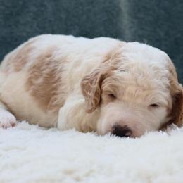 Mia - Parti female Goldendoodle puppy in Cherry Creek, New York from Doodles Pups of NY