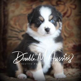 Aussiedoodle and Australian Shepherd Puppies from Double M Aussies