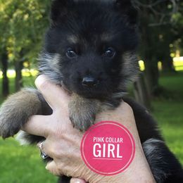 Pink girl - Black and red female German Shepherd puppy in Paola, Kansas from Parkseite German Shepherds