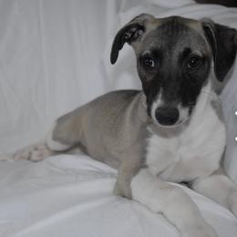 Whippet Puppies from Tigger’s Whippets
